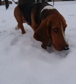 Šunų viešbutis Eufera