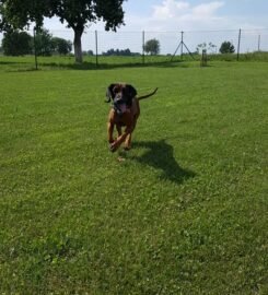 Šunų viešbutis Eufera