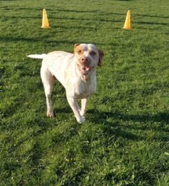 Šunų viešbutis Eufera