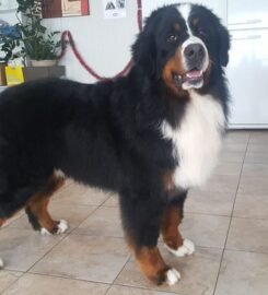 Šunų kirpyklos paslaugos