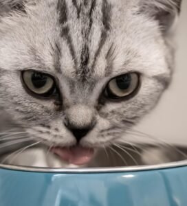 Pilkas katinas geria vandenį iš dubenėlio Bugivugi