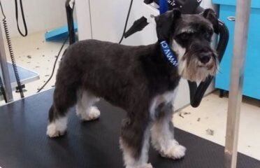 Šunų kirpyklos paslaugos