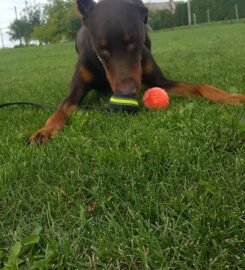 Šunų viešbutis Eufera