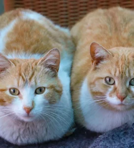 Katinas ar katė? dvi oranžinės katės gulinčios šalia viena kitos Bugivugi