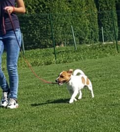 Šunų fizinio parengimo treniruotės ir dresūros pamokos