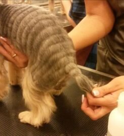 Šunų kirpyklos paslaugos