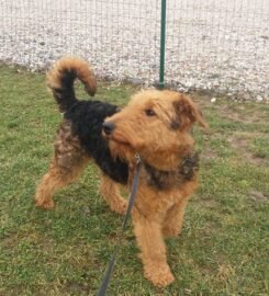 Šunų viešbutis Eufera