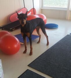 Šunų fizinio parengimo treniruotės ir dresūros pamokos