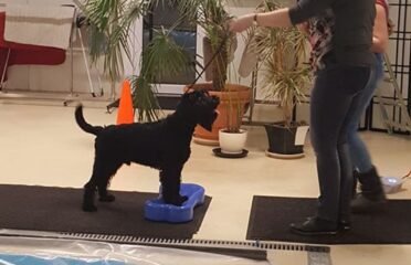 Šunų fizinio parengimo treniruotės ir dresūros pamokos