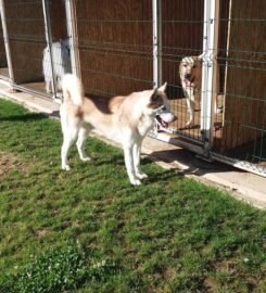 Šunų viešbutis Eufera