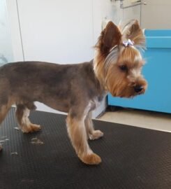 Šunų kirpyklos paslaugos