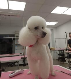 Gyvūnų grožio salonas Opalas