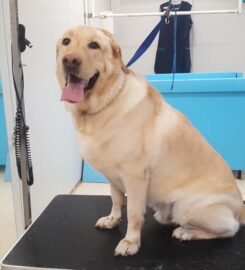 Šunų kirpyklos paslaugos