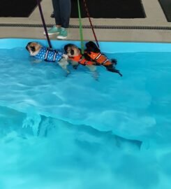 Šunų fizinio parengimo treniruotės ir dresūros pamokos