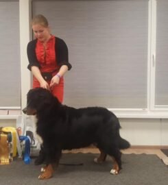 Šunų fizinio parengimo treniruotės ir dresūros pamokos