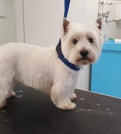 Šunų kirpyklos paslaugos