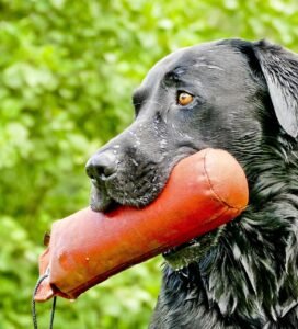 Šunų dresūros priemonės – šuo treniruotės metu laiko dresūros aportą lauke bugivugi