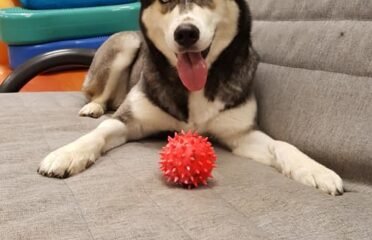 Šunų viešbutis Eufera