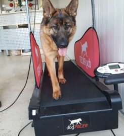 Šunų fizinio parengimo treniruotės ir dresūros pamokos