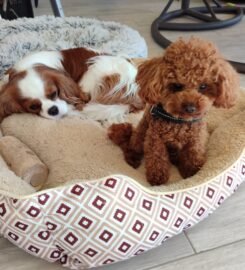 Patikima  priežiūra jūsų augintiniui mūsų namuose Klemiškė II