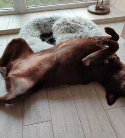 Patikima  priežiūra jūsų augintiniui mūsų namuose Klemiškė II