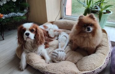 Patikima  priežiūra jūsų augintiniui mūsų namuose Klemiškė II