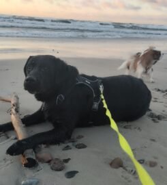 Patikima  priežiūra jūsų augintiniui mūsų namuose Klemiškė II