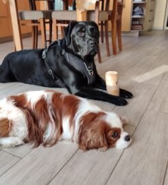 Patikima  priežiūra jūsų augintiniui mūsų namuose Klemiškė II