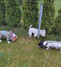 Patikima  priežiūra jūsų augintiniui mūsų namuose Klemiškė II