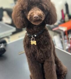 Šunų ir kačių kirpimas