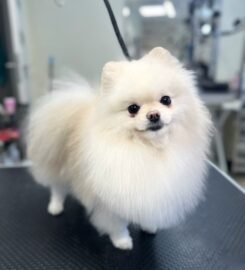 Šunų ir kačių kirpimas