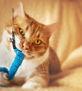 Žaislai katėms: katė žaidžia su kabančiu minkštu žaislu namų aplinkoje Bugivugi