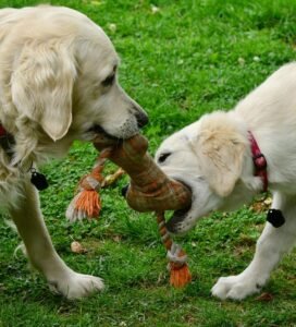 Žaislai šunims: du šunys žaidžia tempimo žaislu lauke Bugivugi