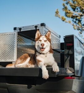 Transportavimo priemonės šunims: šuo šalia transportavimo dėžės ant priekabos Bugivugi