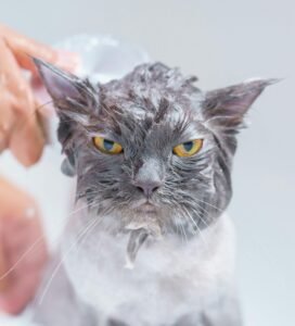 Higienos priemonės katėms: katė maudoma rankomis vonioje Bugivugi