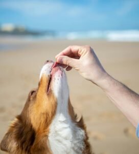 Papildai ir vitaminai šunims: šuo gauna skanėstą iš rankos lauke Bugivugi