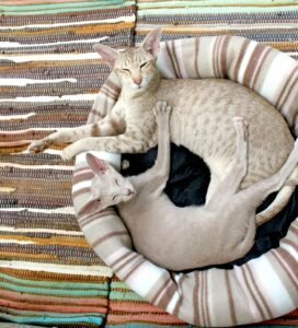 Guoliai katėms - dvi katės ilsisi apvaliame minkštame guolyje namuose Bugivugi