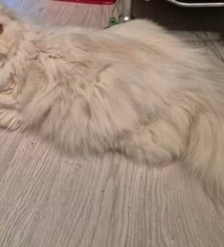 Škotų nulėpausiai ir stačiaausiai