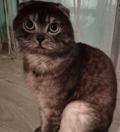 Škotų nulėpausiai ir stačiaausiai