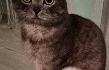 Škotų nulėpausiai ir stačiaausiai