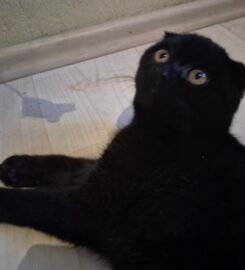 Škotų nulėpausiai ir stačiaausiai