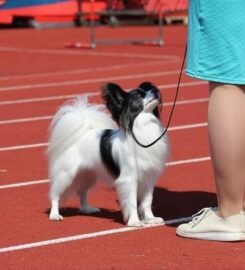 Nuostabus Papillon veislės patinėlis