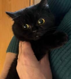 Škotų nulėpausiai ir stačiaausiai