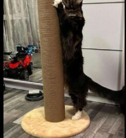 Draskyklė/stiebas 100cm