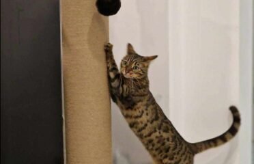 Draskyklė/stiebas 100cm