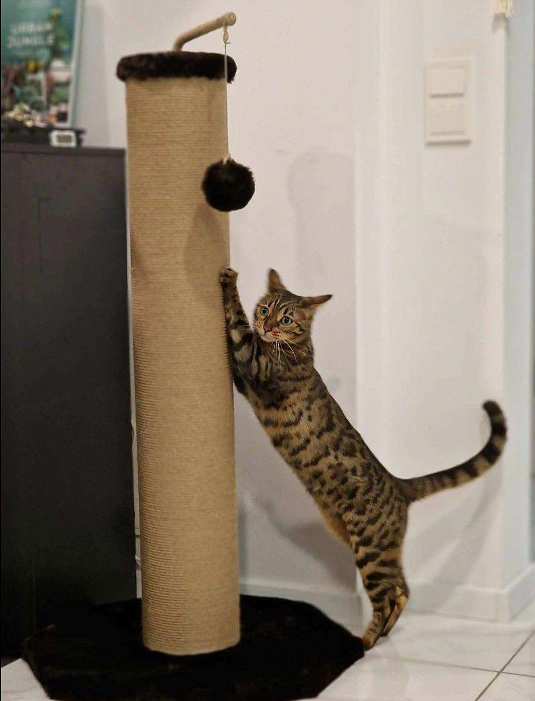 Draskyklė/stiebas 100cm