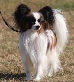 Nuostabus Papillon veislės patinėlis