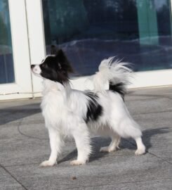 Nuostabus Papillon veislės patinėlis