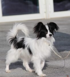 Nuostabus Papillon veislės patinėlis