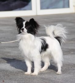 Nuostabus Papillon veislės patinėlis